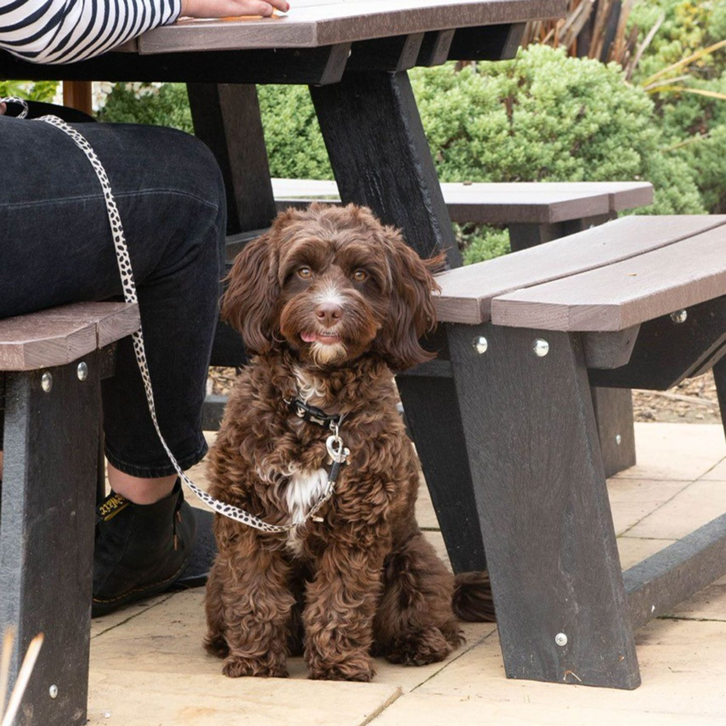 Your local dog friendly pub in Accrington